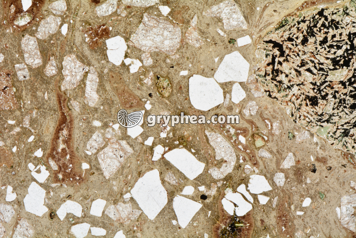 Rhyolite LPNA x3,5 - gryphea.com